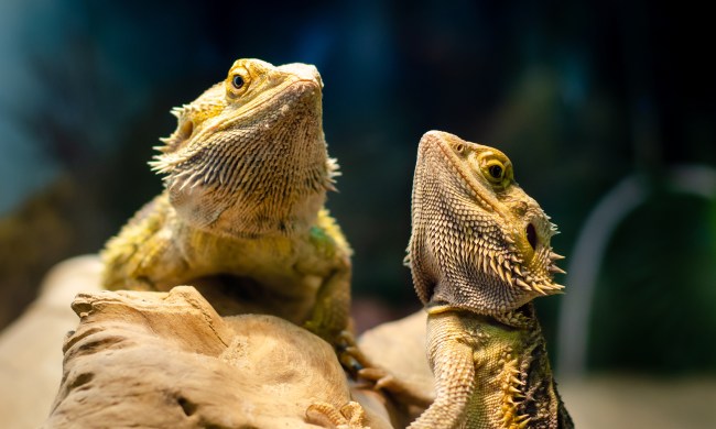 Two bearded dragons sit on a rock