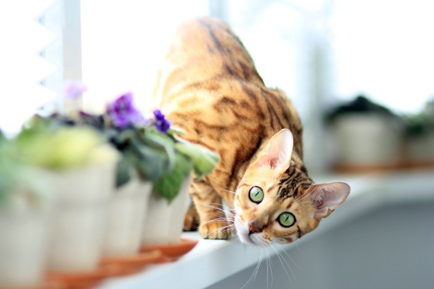 Bengal cat peering around a row of potted plants