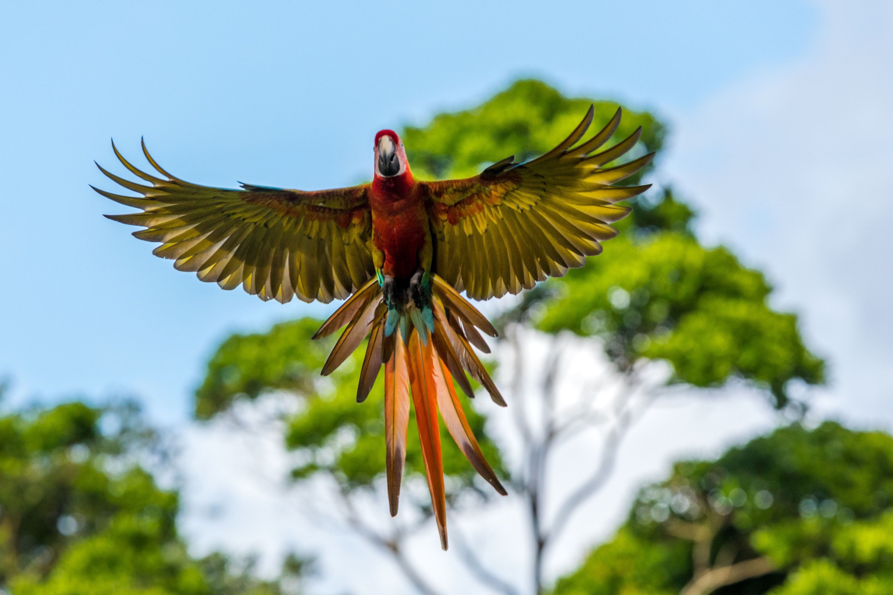 Parrot flies in front of trees in the wild