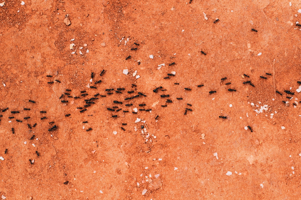 Black ants crawling across red dirt.