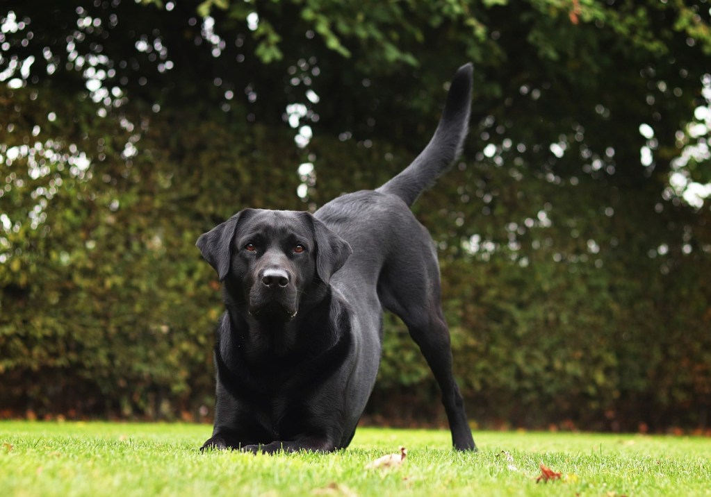 A black lab bows playfully in his yard.