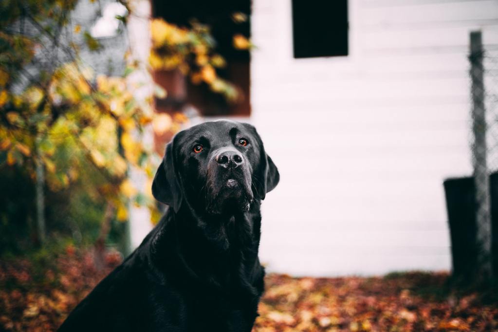 A Black Labrador retriever sitting outside in a yard.