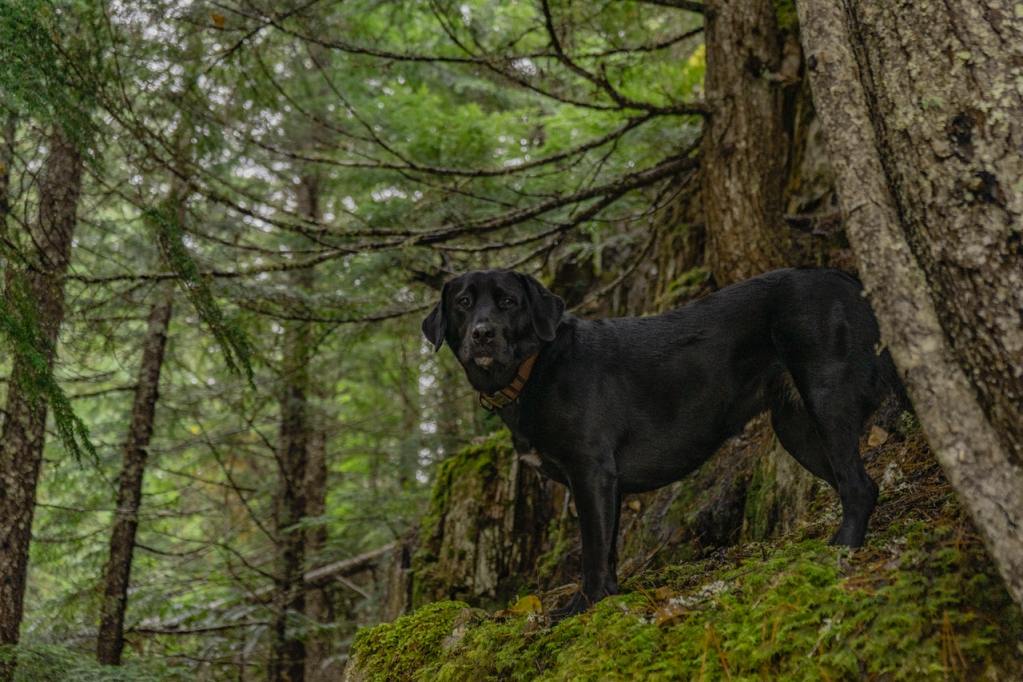 A black lab standing on a tree in a forest.