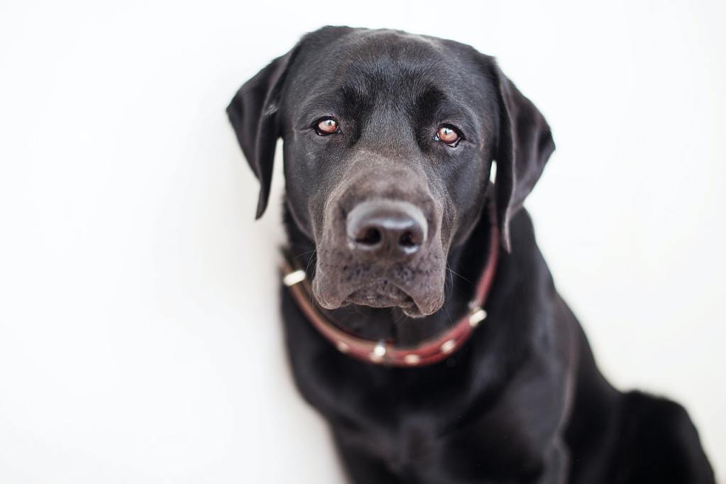 A close-up shot of a black Lab wearing a red collar