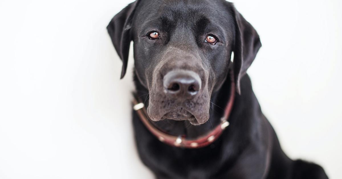 Ar juodasis labradoro retriveris yra tobulas augintinis?