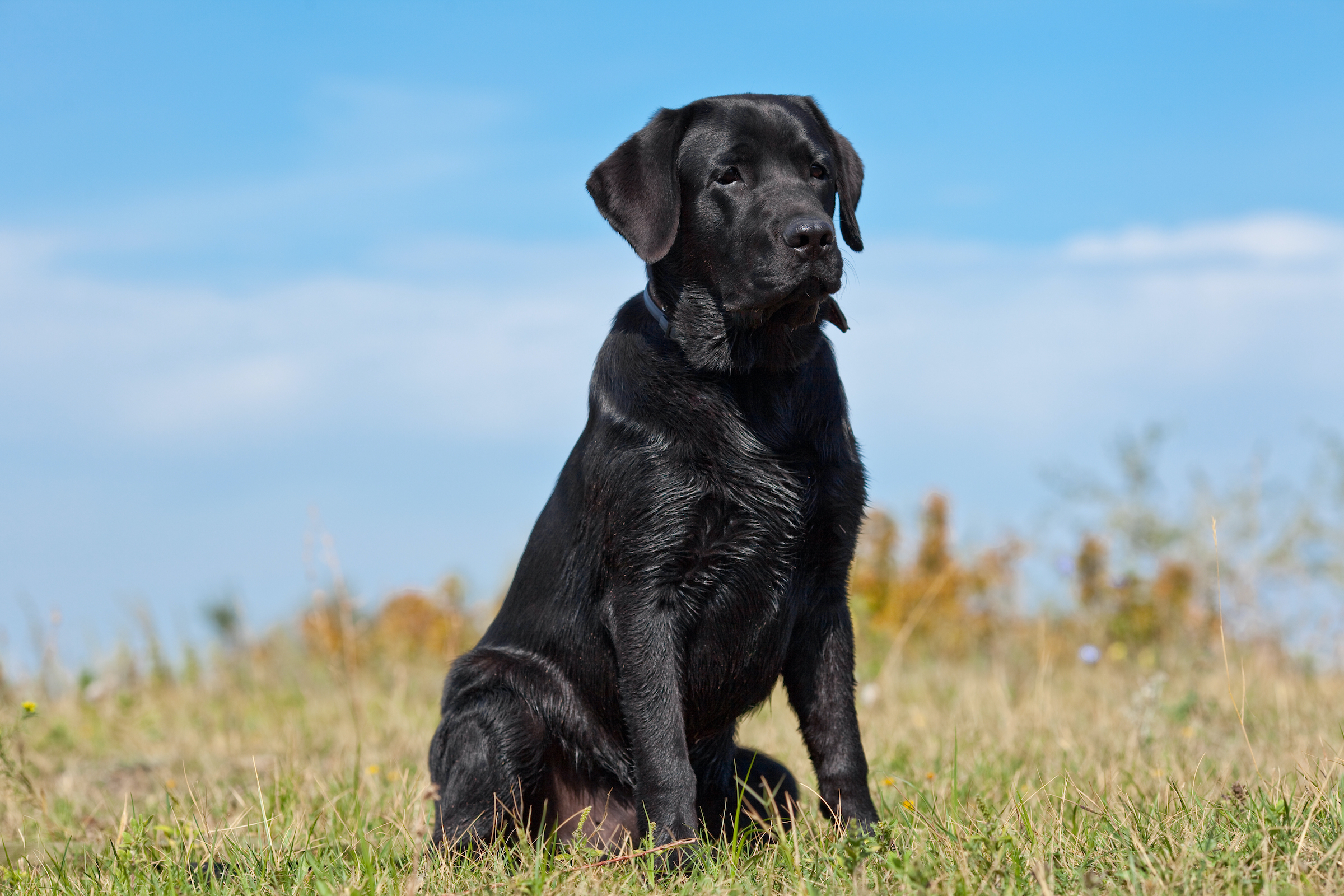 Juodas labradoro retriveris sėdi žole apaugusiame lauke prieš mėlyną dangų