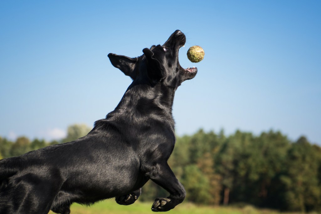 Juodasis labradoro retriveris šokinėja, kad gaudytų teniso kamuoliuką ore