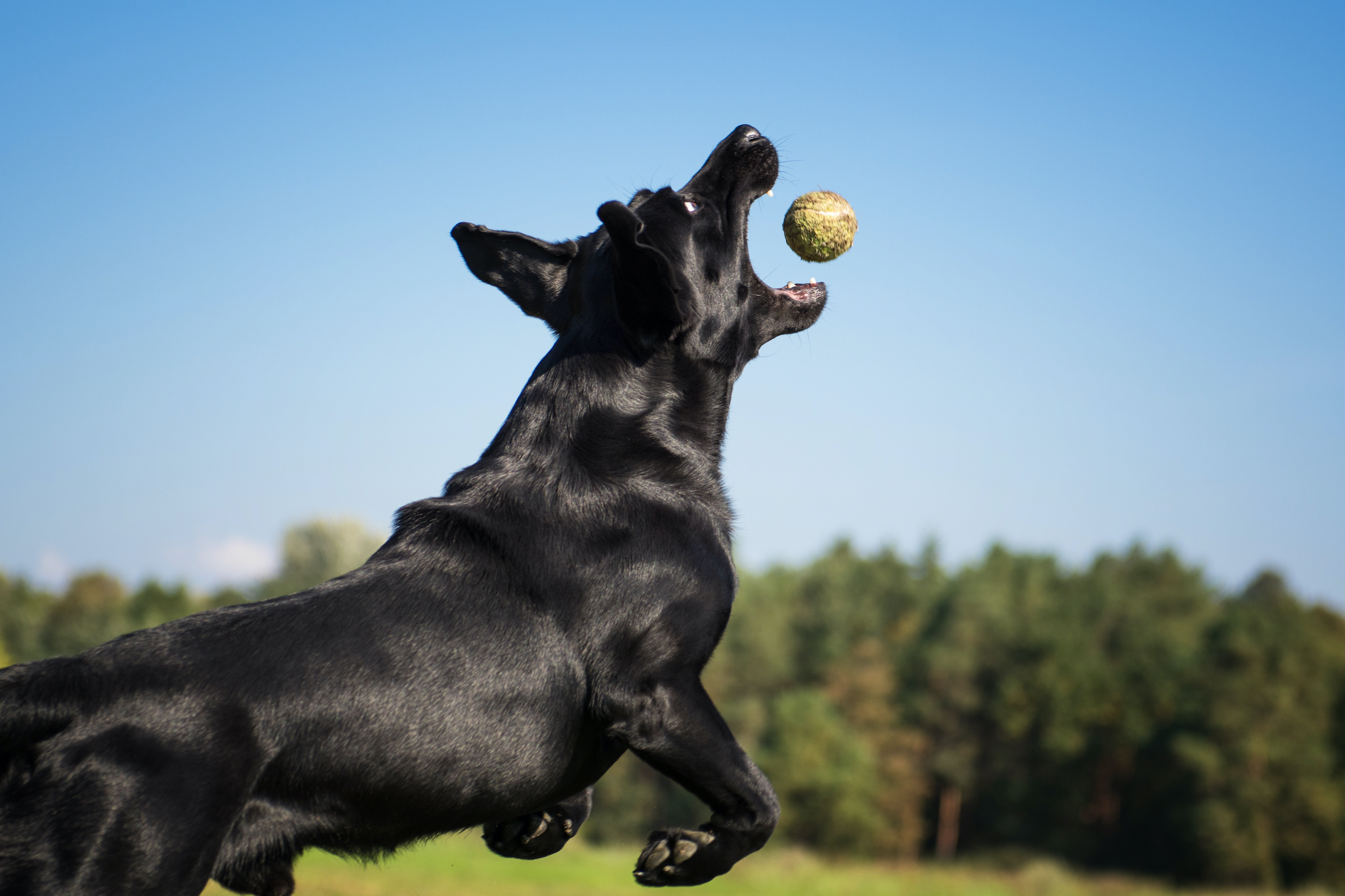A black Labrador retriever jumps to catch a tennis ball in midair