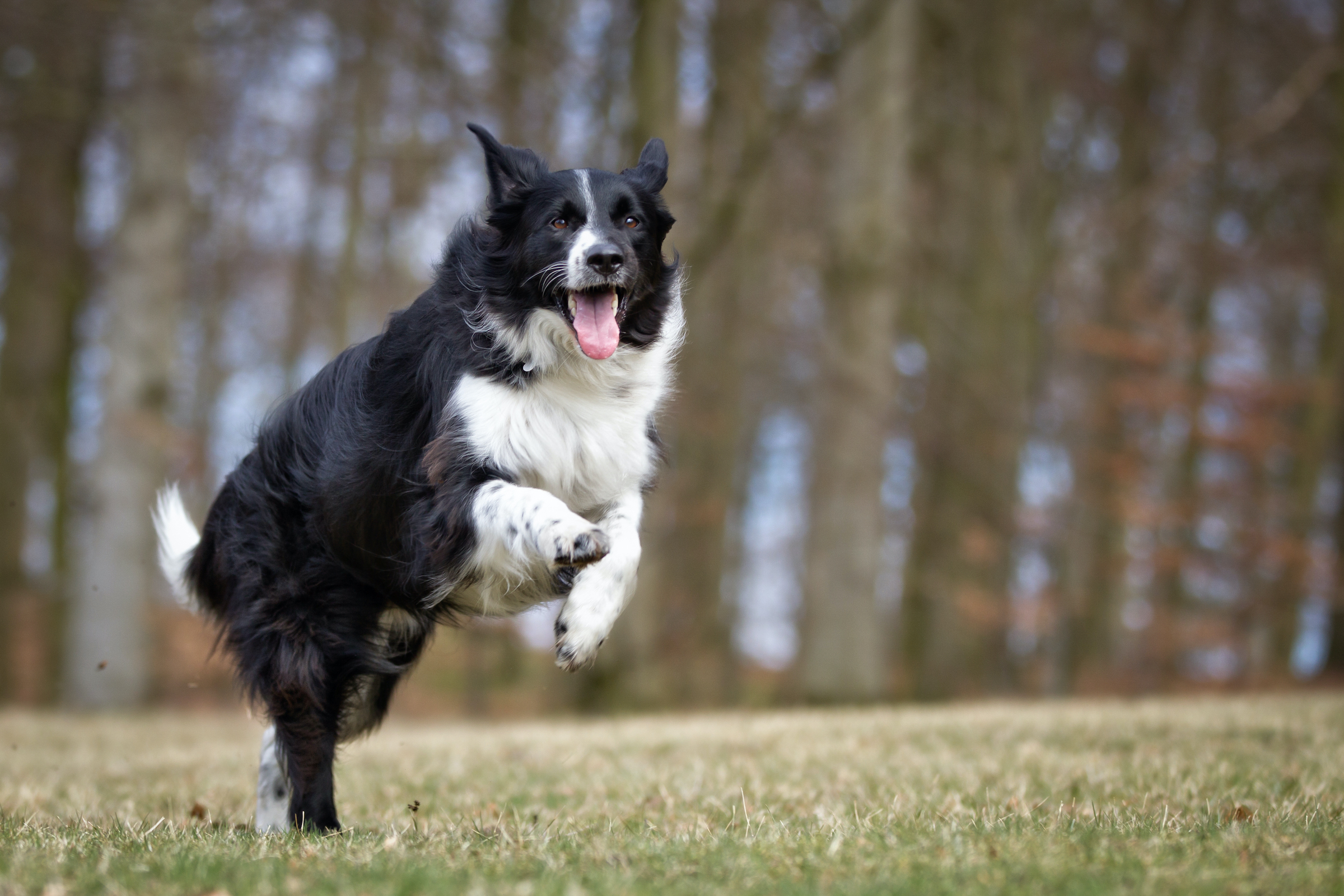 A Border Collie runs and jumps in a grassy field