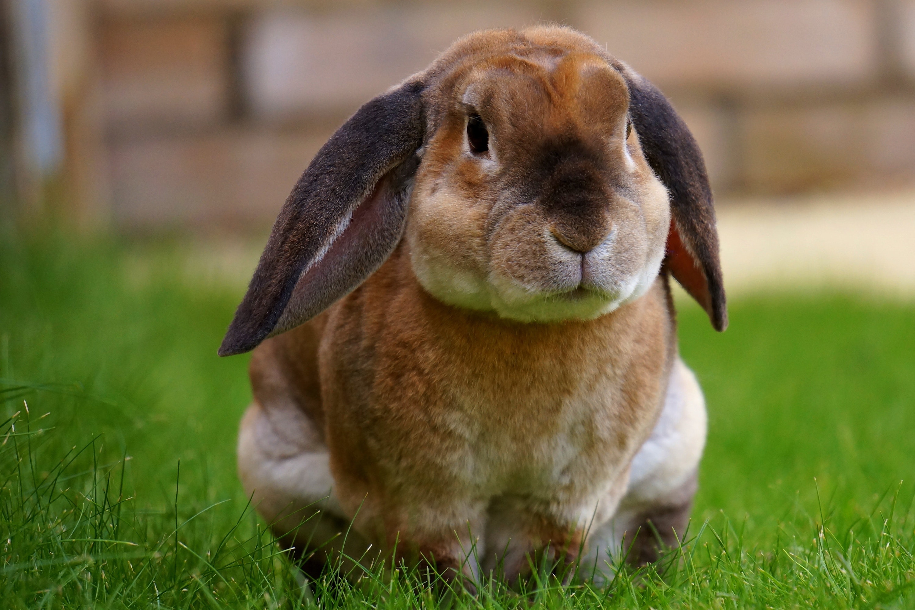 Brown bunny sits in the grass