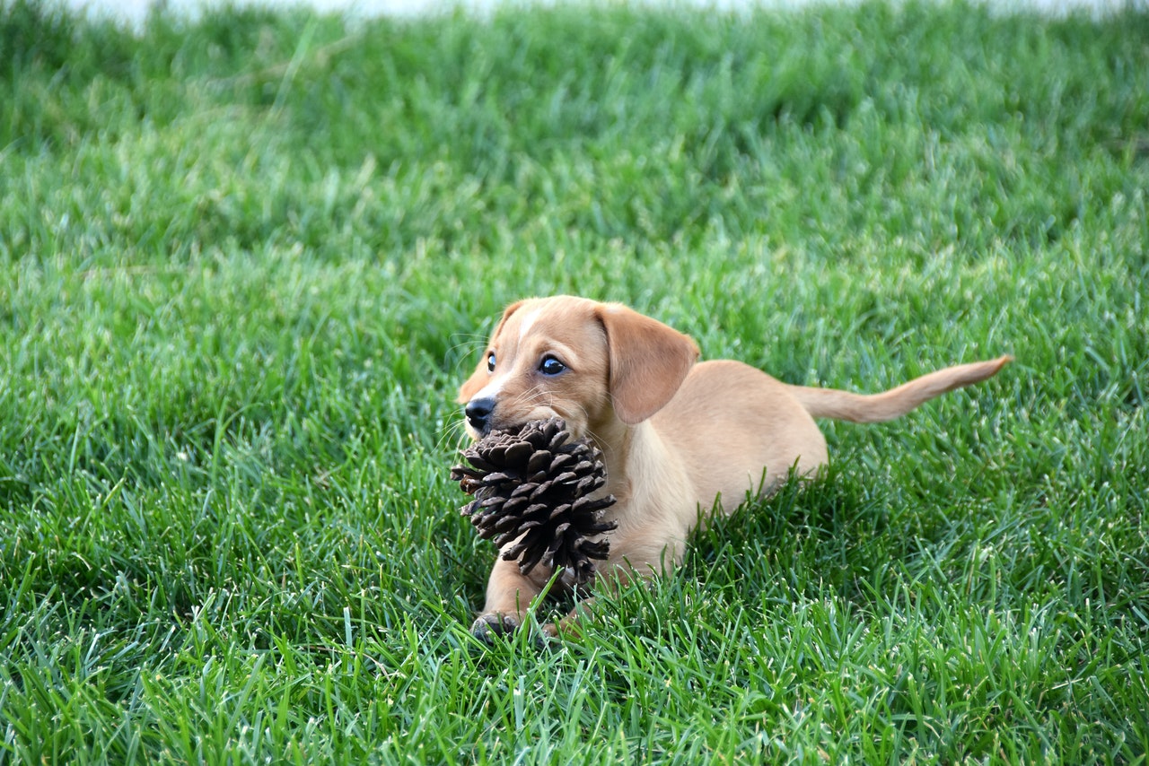 how do i stop my puppy from eating my plants