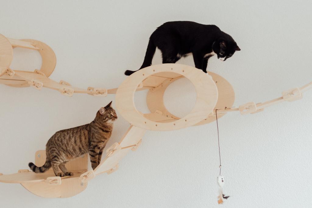 Ruda tabby ir smokingo katė laipioja ant sienos tvirtinami katės baldai