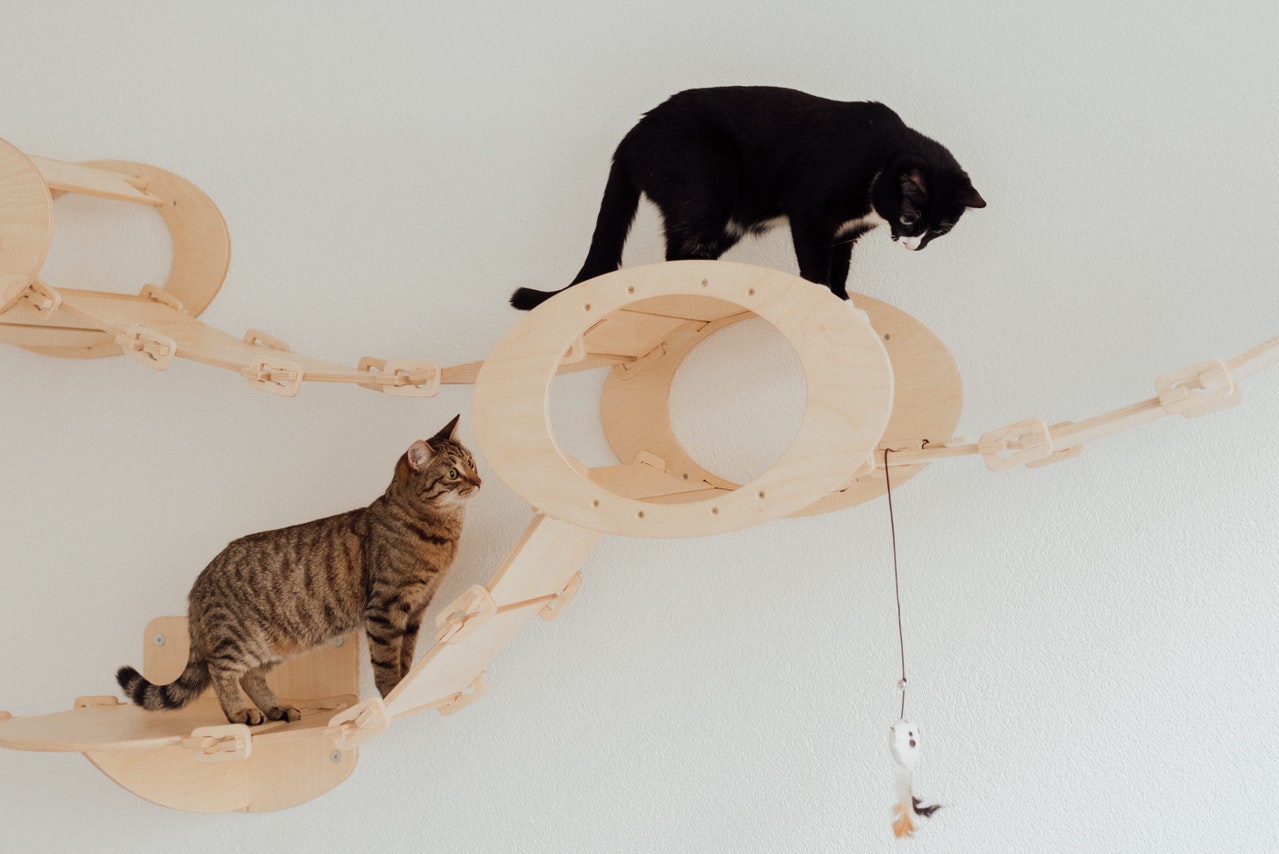 A brown tabby and a tuxedo cat climb wall-mounted cat furniture