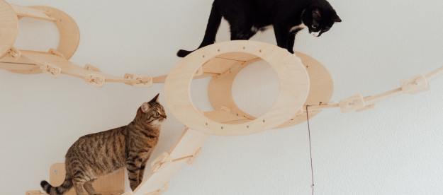 A brown tabby and a tuxedo cat climb wall-mounted cat furniture.