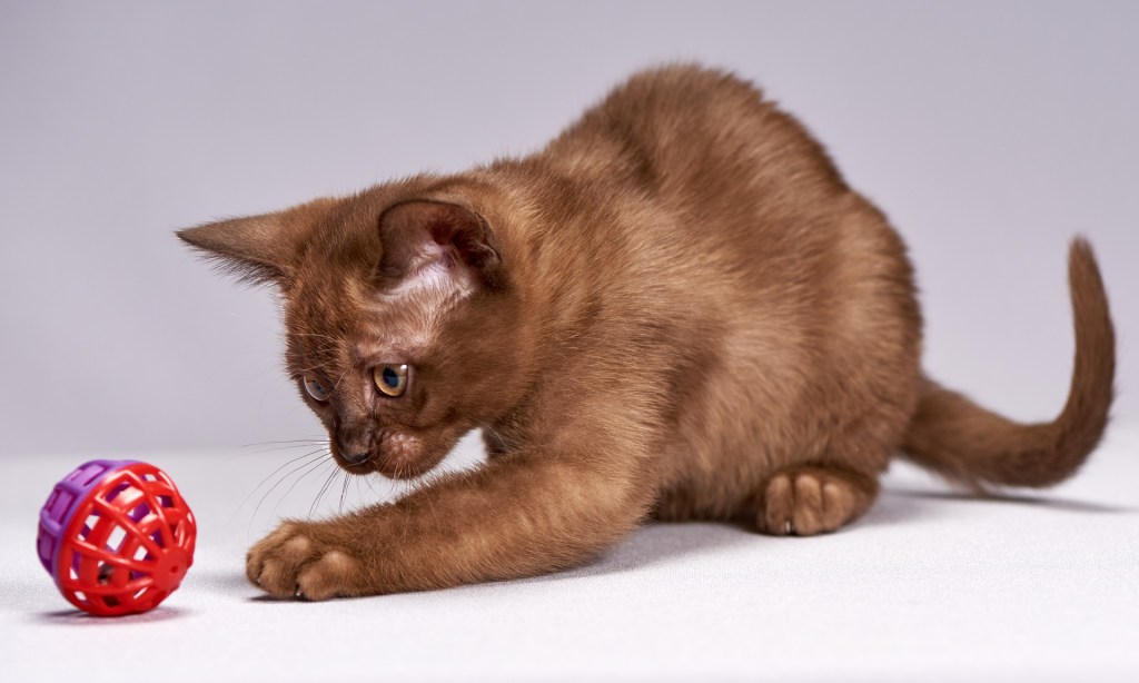 Burmese cat playing with a bell toy