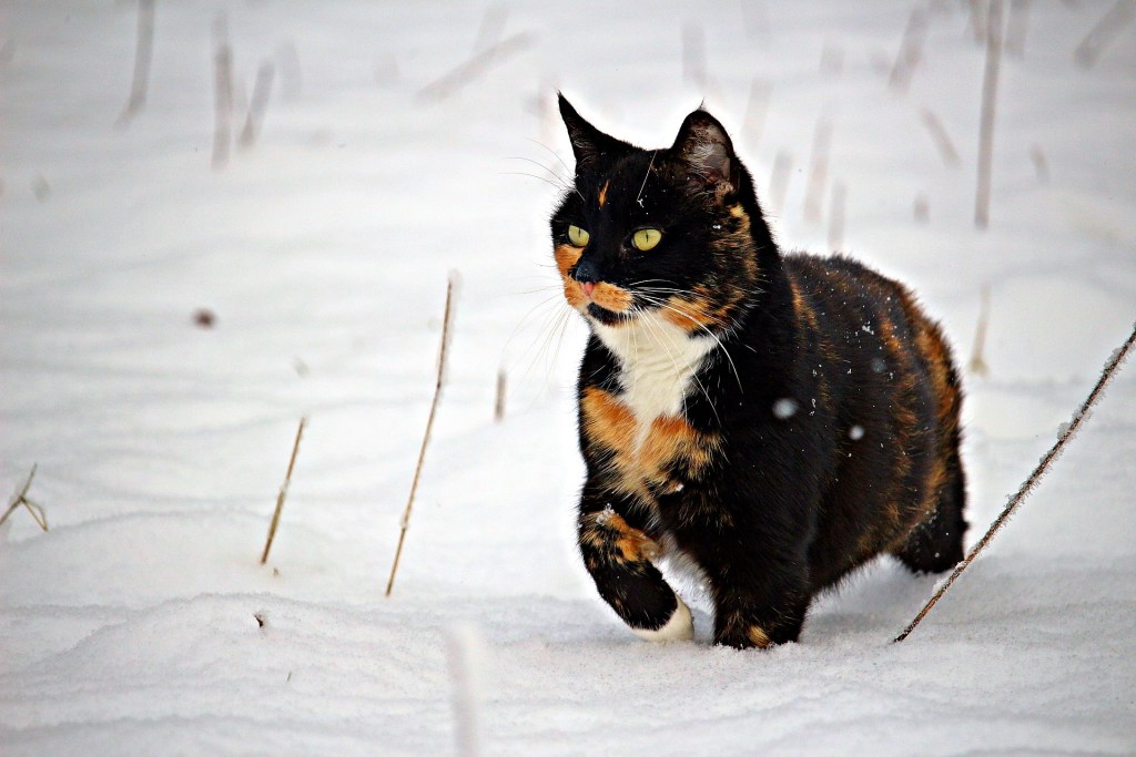 Calico katė vaikšto sniege