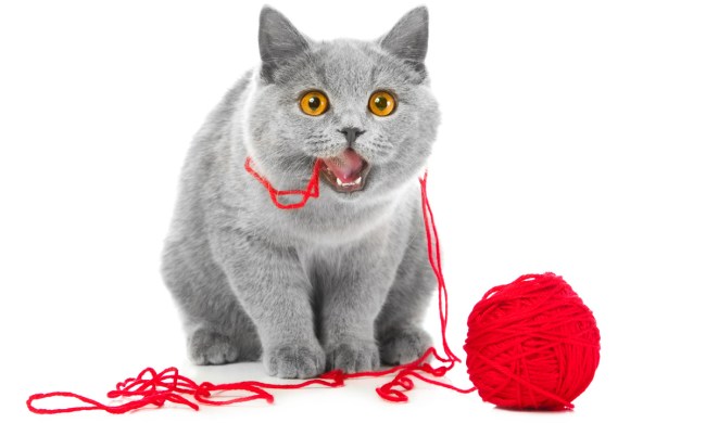 Cat chewing on wool.