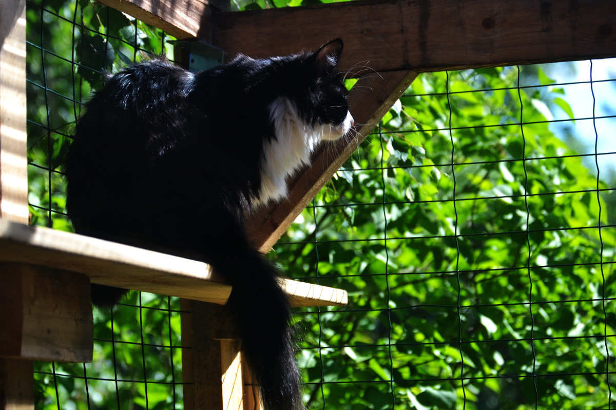 Cat hanging out in catio.