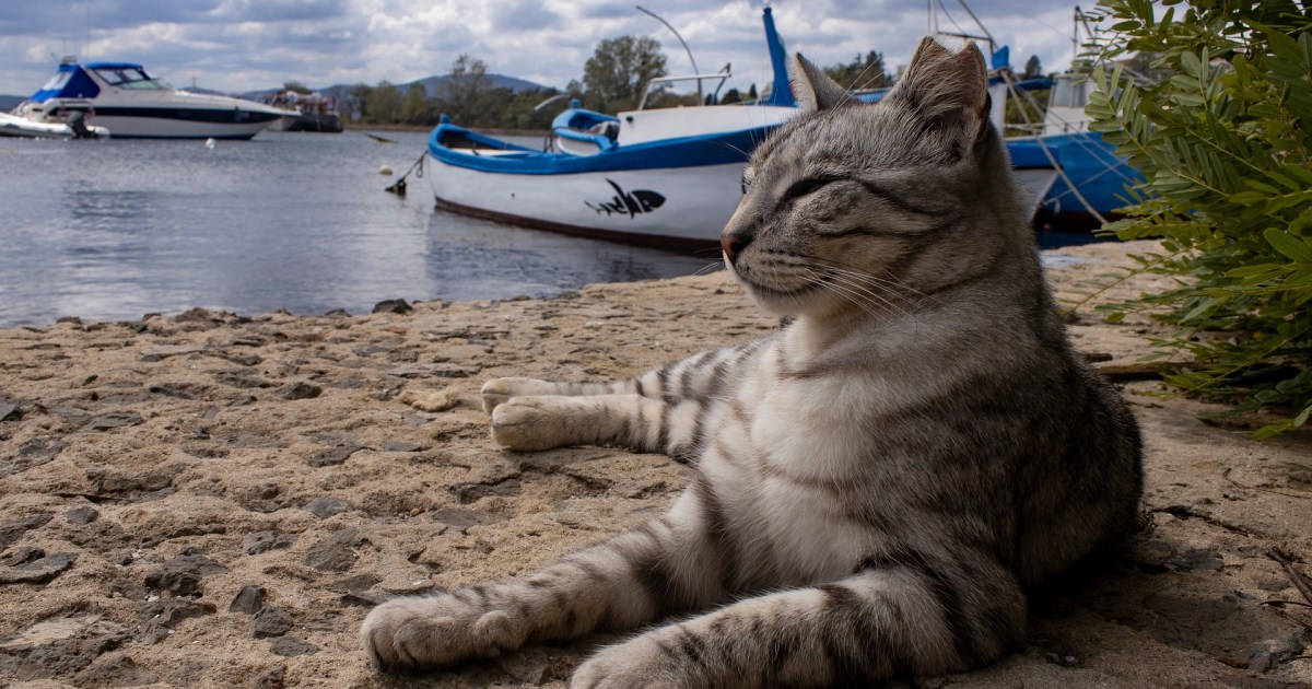 Ar galiu plaukti su savo katinu?
