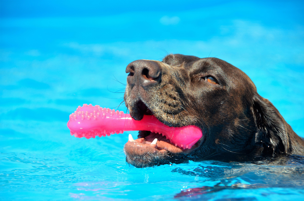 A chocolate brown lab swims with a pink toy in his mouth.