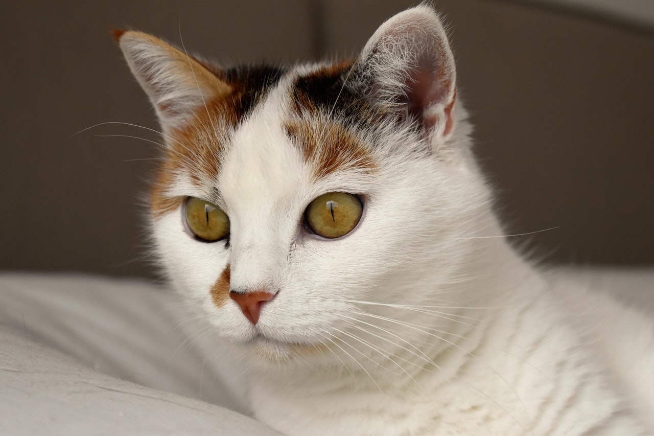 A closeup shot of a calico cat with a pink nose.