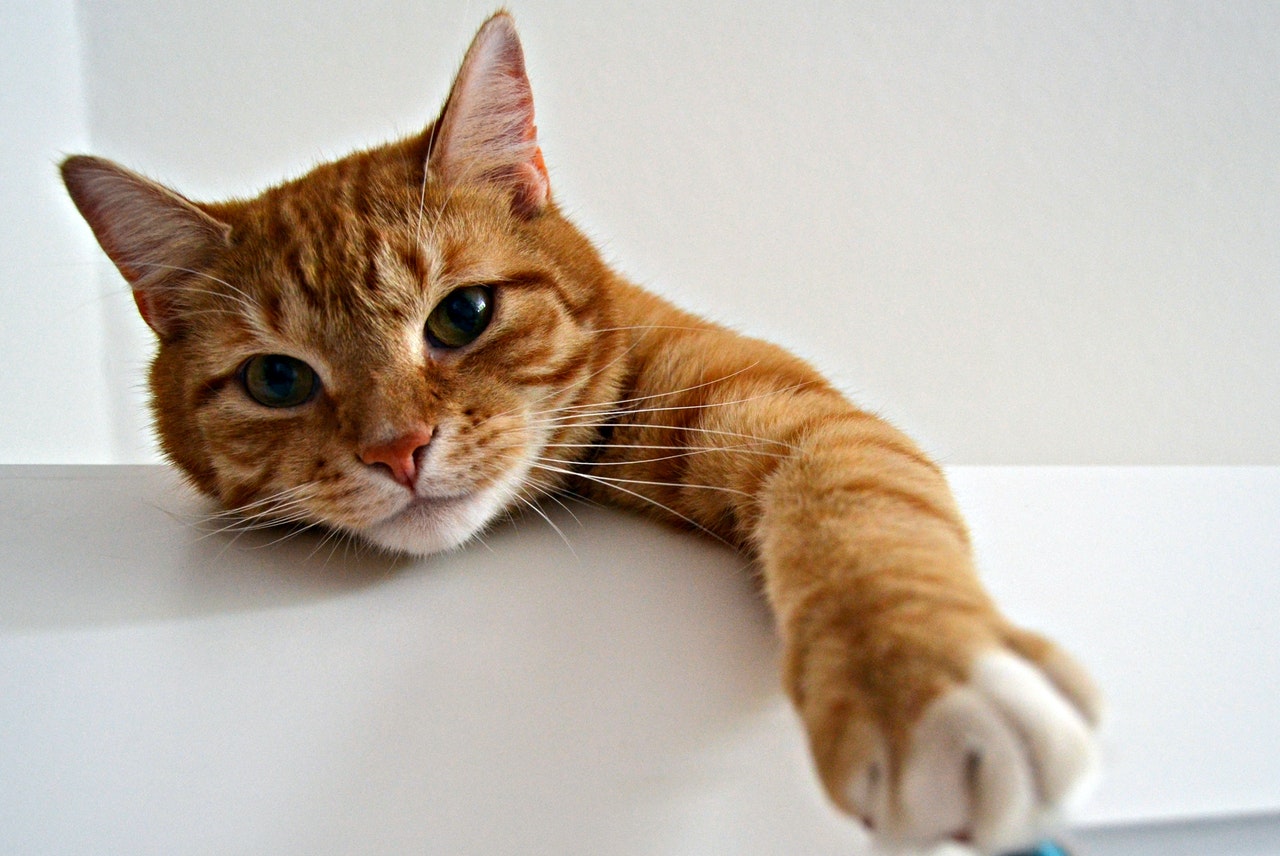 A closeup shot of a tabby cat reaching for the camera.