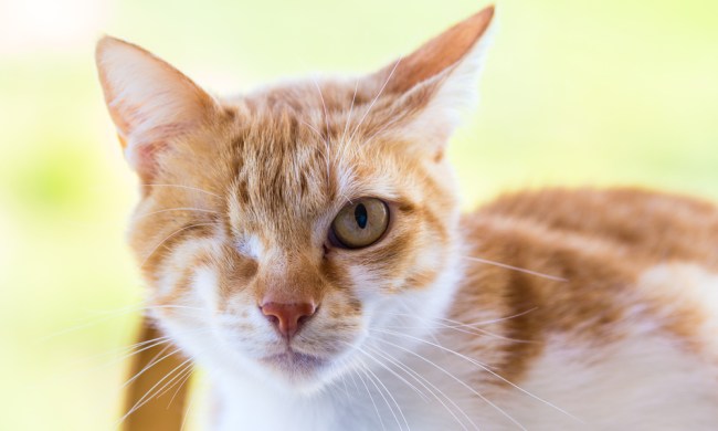 A closeup shot of a one-eyed orange tabby cat.