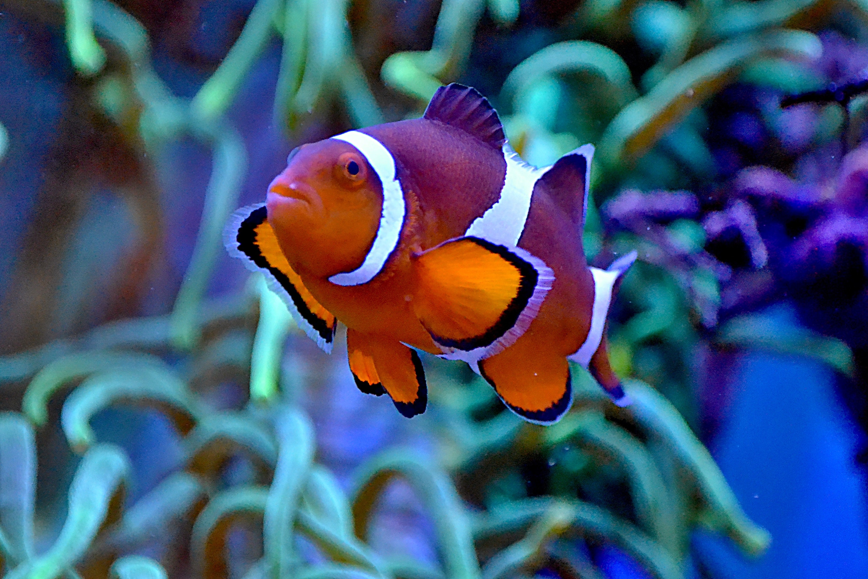 Clown fish swims in his habitat