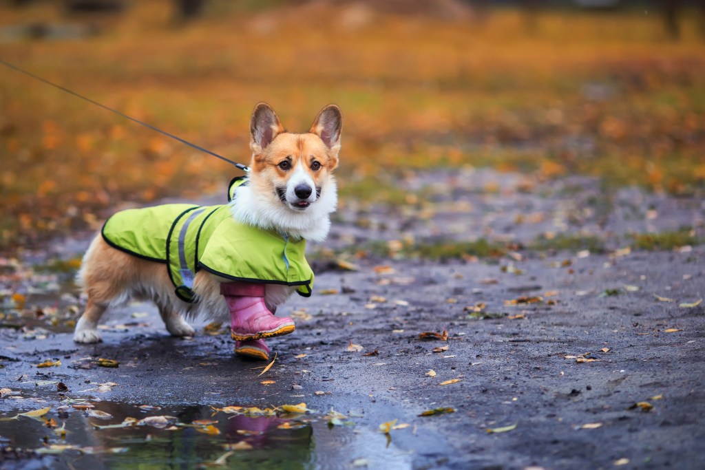 Do Dogs Like the Rain? | PawTracks Do Dogs Like The Rain? | Pawtracks