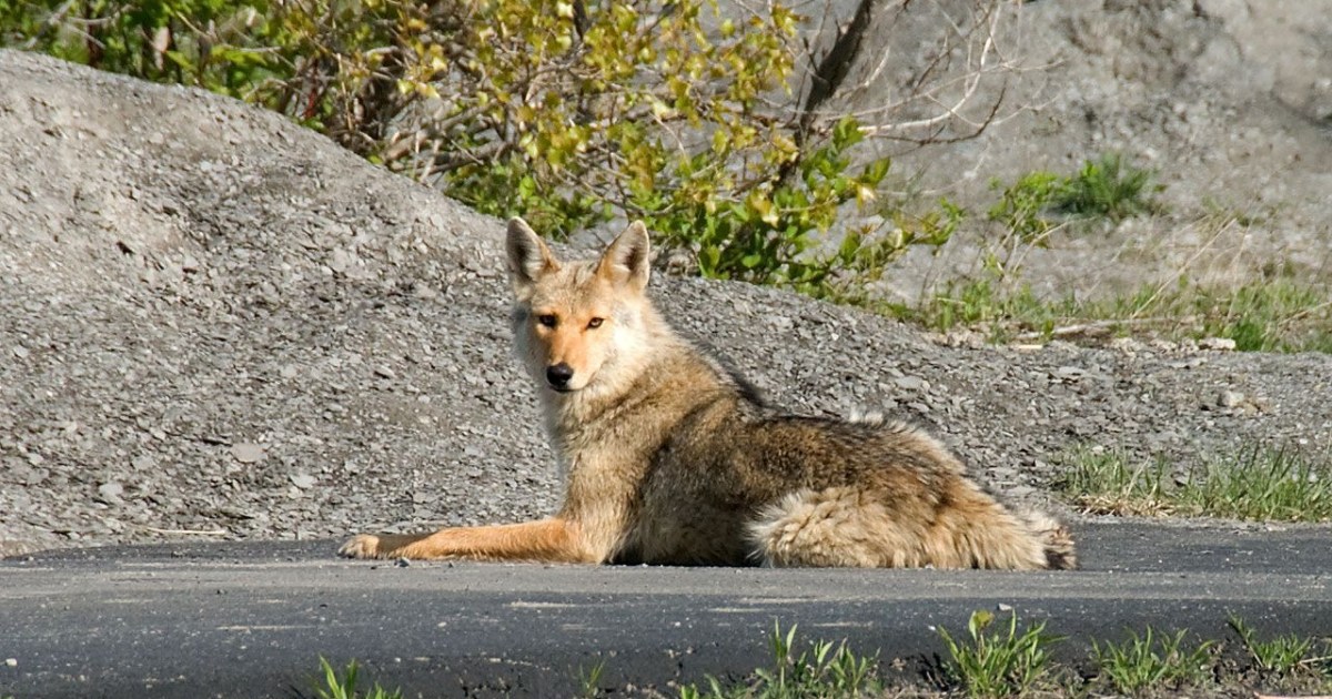 How to Keep Coyotes Away from Cats PawTracks