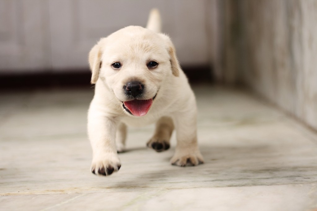 A cute yellow lab puppy walking across the floor.