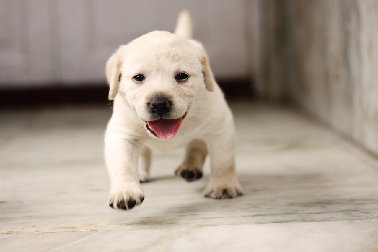 Puppy Training Basics: 4 Fundamental Tools & Concepts for Success