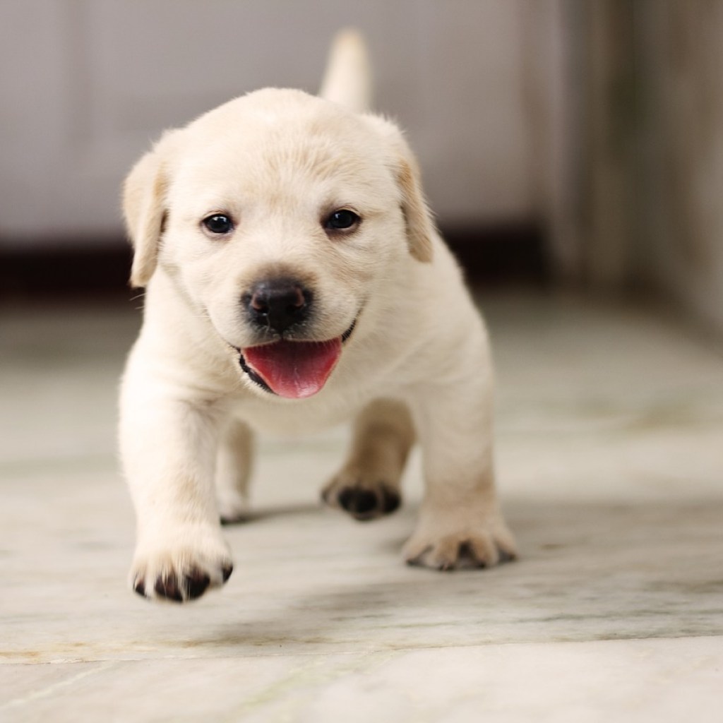 A cute yellow lab puppy walking across the floor.