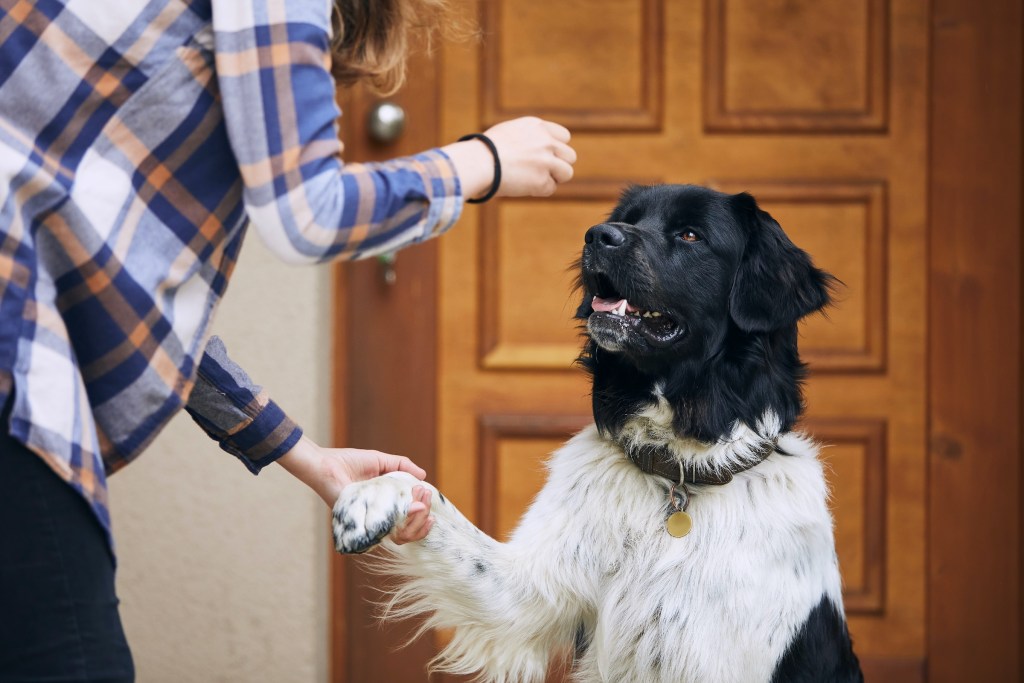 A large dog offers a paw to a woman handing him a treat