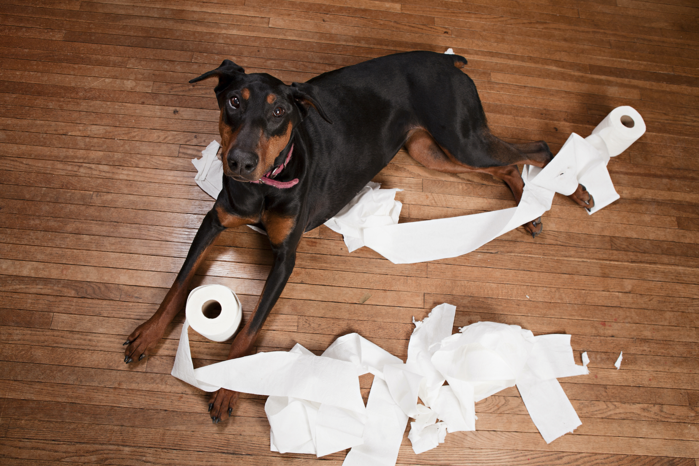 A Doberman Pinscher lies on he floor chewing two rolls of toilet paper