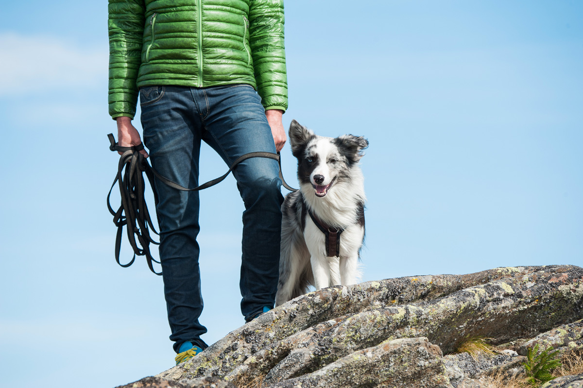 Leashed dog standing on rock while out on hike.