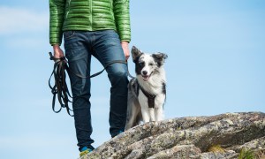 Leashed dog standing on rock while out on hike.
