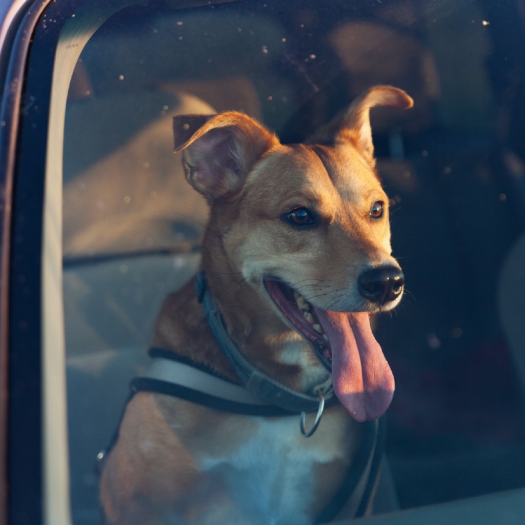 Dog panting in car.