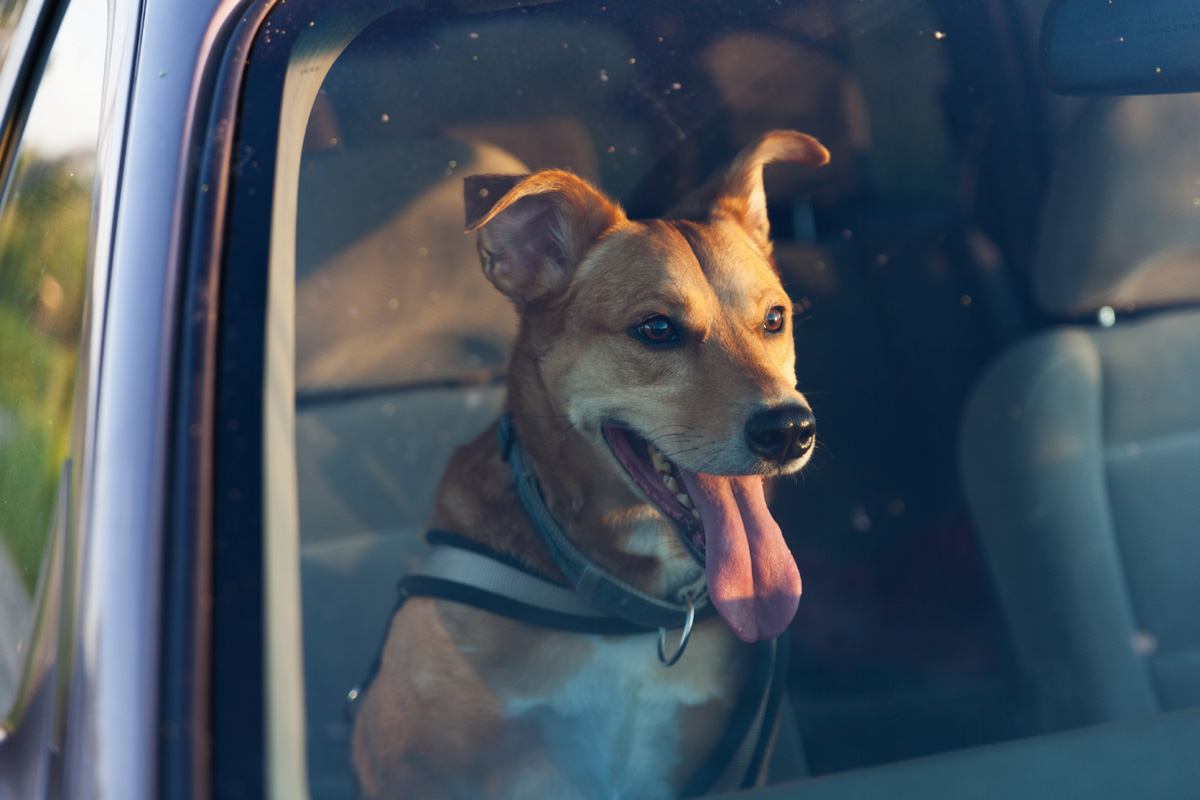 Dog panting in car.