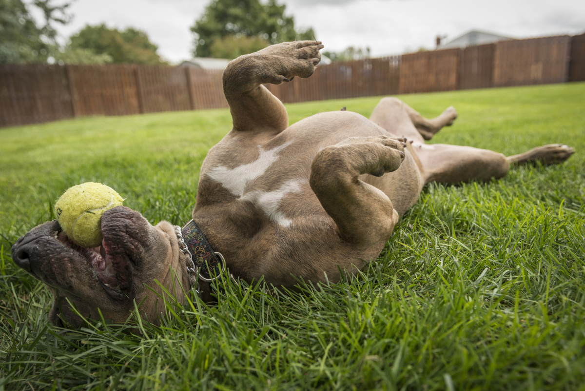 Dog rolling in grass with a ball in his mouth.