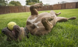 Dog rolling in grass with a ball in his mouth.