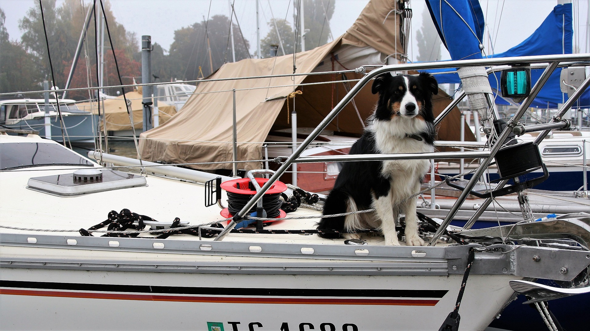 Dog sitting on the bow of a docked boat