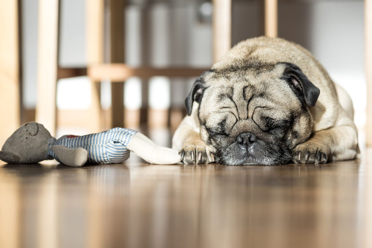 Dog sleeping near toy