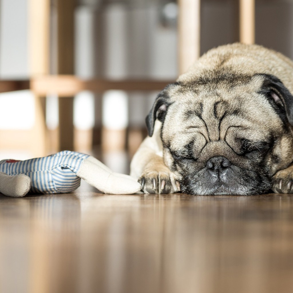 Dog sleeping near toy