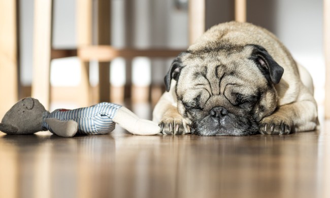 Dog sleeping near toy