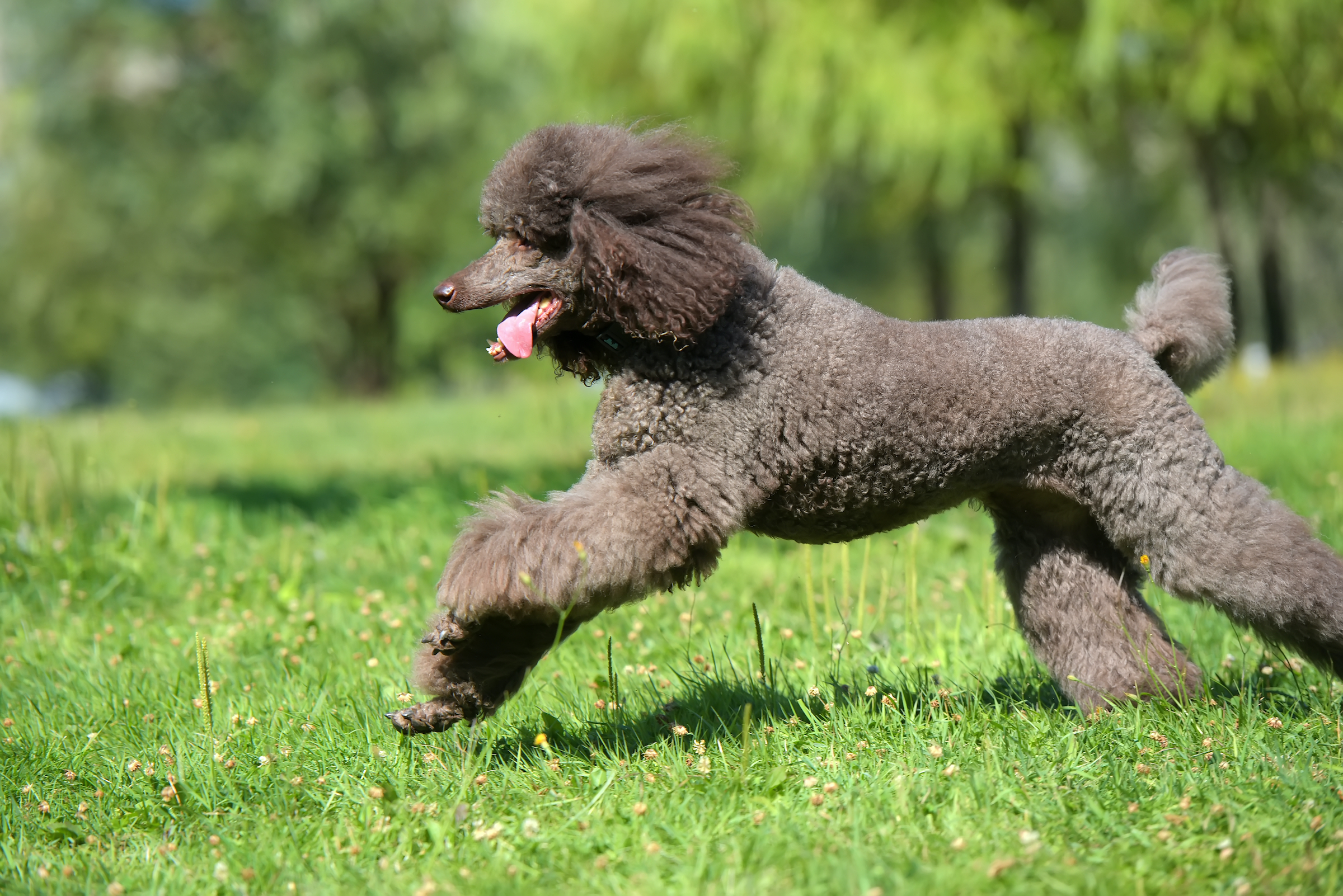 A brown standard poodle runs through the grass with their tongue out