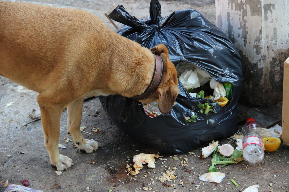 Why is My Dog Suddenly Obsessed with Trash?