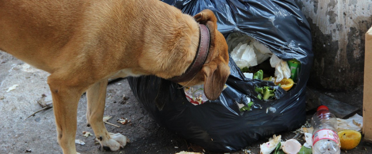 A dog wearing a brown leather collar eats from a bag of garbage