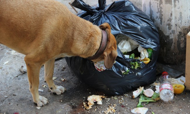 A dog wearing a brown leather collar eats from a bag of garbage
