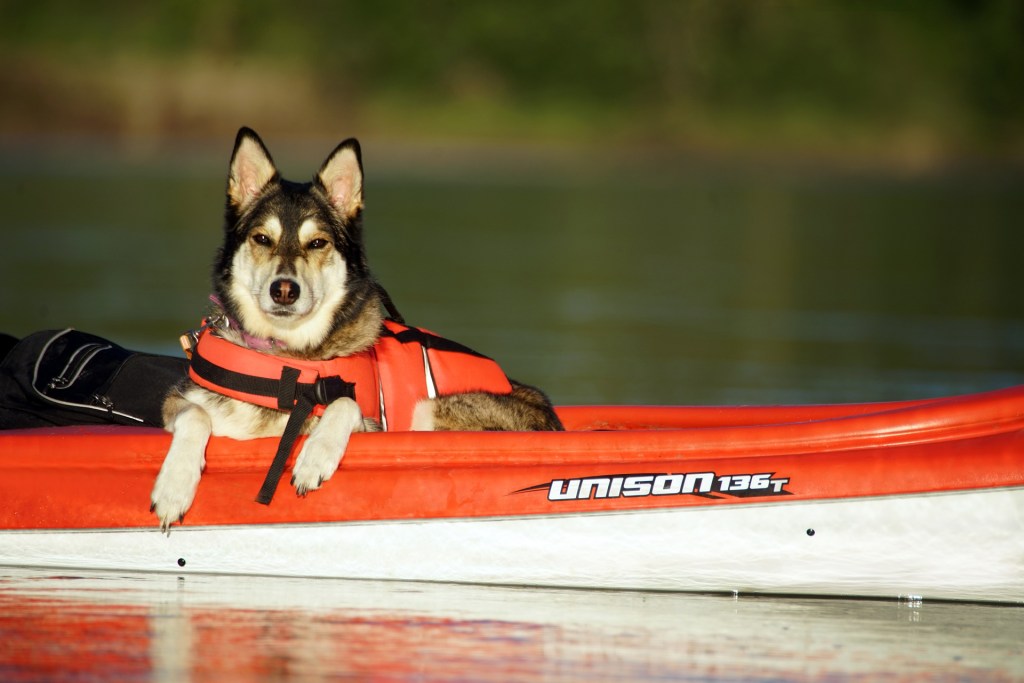 Dog wearing a red life vest lying in a kayak